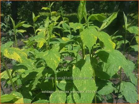 Solidago virgaurea &amp;#39;Variegata&amp;#39; | Echte guldenroede, Guldenroede | Gemeine Goldrute