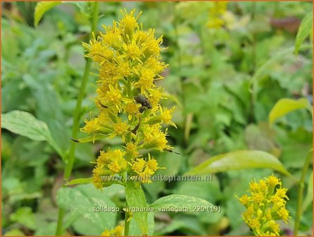 Solidago virgaurea &amp;#39;Variegata&amp;#39; | Echte guldenroede, Guldenroede | Gemeine Goldrute