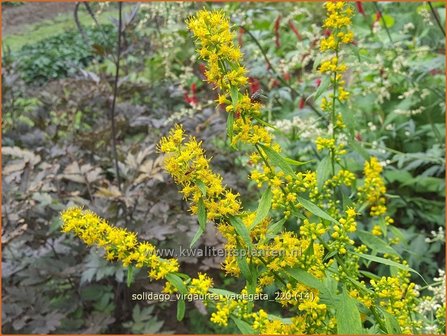 Solidago virgaurea &#039;Variegata&#039; | Echte guldenroede, Guldenroede | Gemeine Goldrute