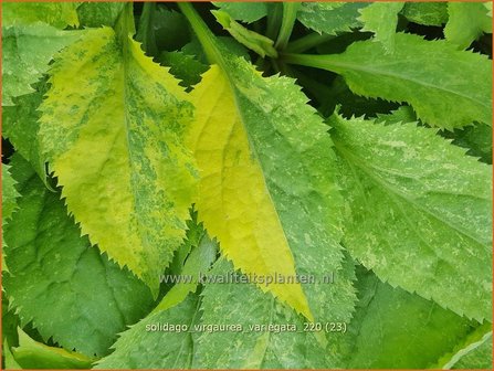 Solidago virgaurea &amp;#39;Variegata&amp;#39; | Echte guldenroede, Guldenroede | Gemeine Goldrute