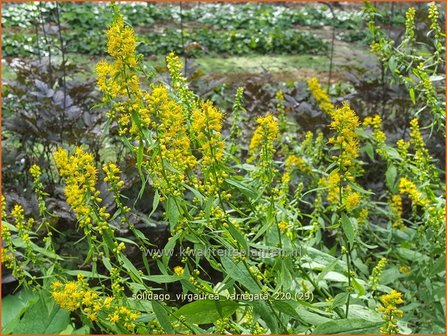 Solidago virgaurea &amp;#39;Variegata&amp;#39; | Echte guldenroede, Guldenroede | Gemeine Goldrute