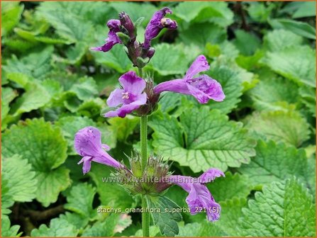 Stachys grandiflora &amp;#39;Superba&amp;#39; | Andoorn | Gro&szlig;bl&uuml;tiger Ziest