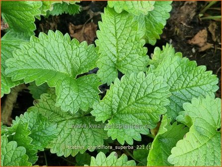 Stachys grandiflora &amp;#39;Superba&amp;#39; | Andoorn | Gro&szlig;bl&uuml;tiger Ziest