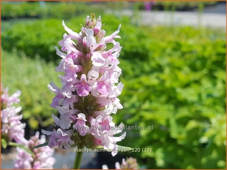 Stachys &amp;#39;Summer Crush&amp;#39; | Andoorn | Ziest