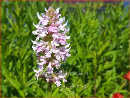 Stachys &amp;#39;Summer Crush&amp;#39; | Andoorn | Ziest