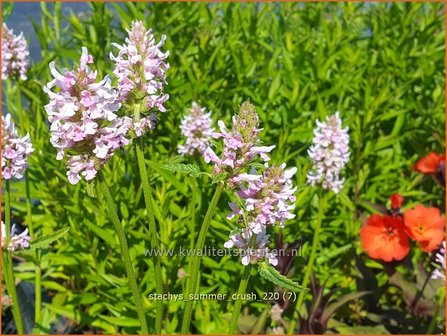 Stachys &#039;Summer Crush&#039; | Andoorn | Ziest
