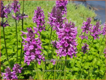 Stachys &#039;Summer Romance&#039; | Andoorn | Ziest