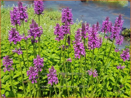 Stachys &amp;#39;Summer Romance&amp;#39; | Andoorn | Ziest