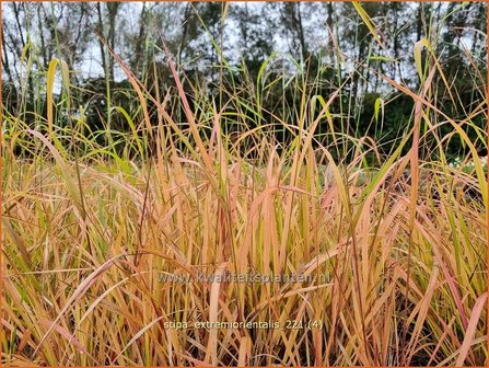 Stipa extremiorientalis | Vedergras | Fern&ouml;stliches Federgras