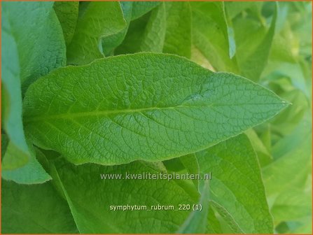 Symphytum rubrum | Smeerwortel | Rotbl&uuml;hender Beinwell