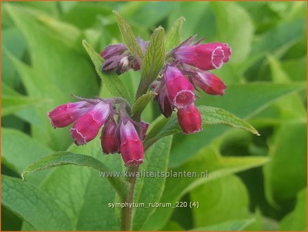 Symphytum rubrum | Smeerwortel | Rotbl&uuml;hender Beinwell