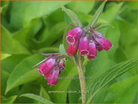 Symphytum rubrum | Smeerwortel | Rotbl&uuml;hender Beinwell