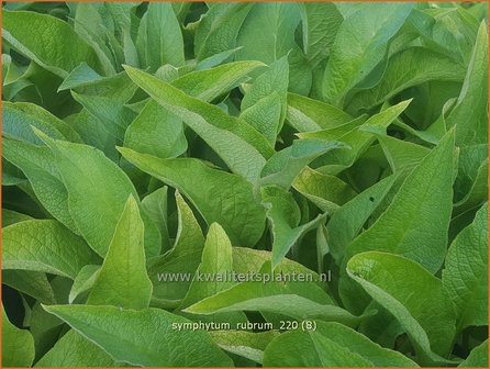 Symphytum rubrum | Smeerwortel | Rotbl&uuml;hender Beinwell