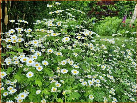 Tanacetum parthenium | Moederkruid | Mutterkraut