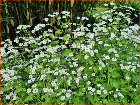 Tanacetum parthenium | Moederkruid | Mutterkraut