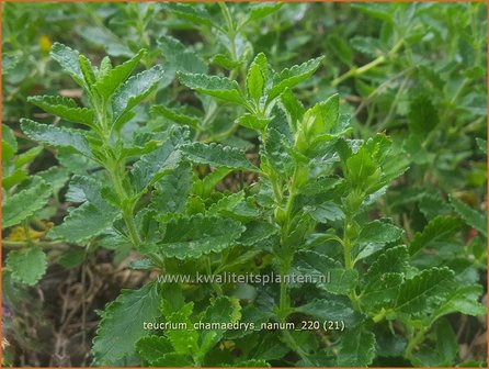 Teucrium chamaedrys &amp;#39;Nanum&amp;#39; | Echte gamander, Muurgamander, Gamander | Echter Gamander