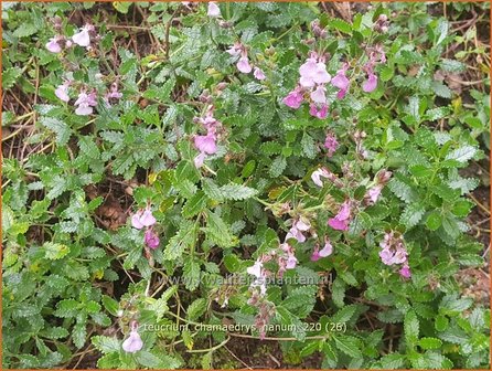 Teucrium chamaedrys &amp;#39;Nanum&amp;#39; | Echte gamander, Muurgamander, Gamander | Echter Gamander