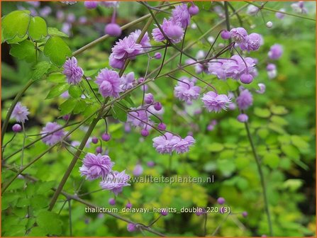 Thalictrum delavayi &amp;#39;Hewitt&amp;#39;s Double&amp;#39; | Chinese ruit, Ruit | Delavays Wiesenraute