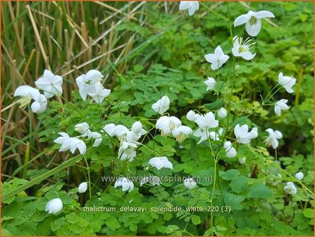 Thalictrum delavayi &amp;#39;Splendide White&amp;#39; | Chinese ruit, Ruit | Delavays Wiesenraute