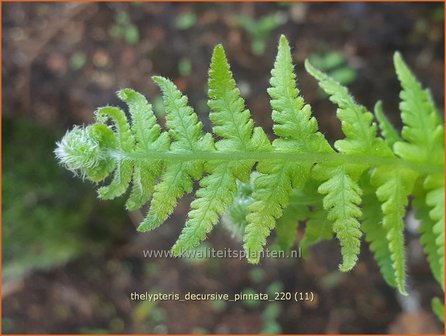 Thelypteris decursive-pinnata | Moerasvaren | Tausendfüßlerfarn