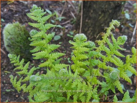 Thelypteris decursive-pinnata | Moerasvaren | Tausendf&uuml;&szlig;lerfarn