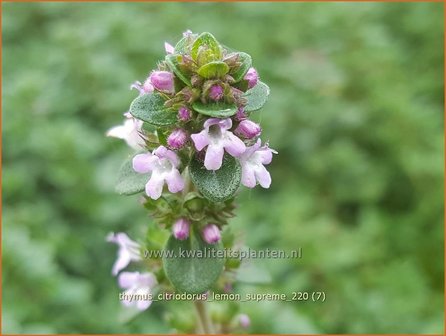 Thymus citriodorus &amp;#39;Lemon Supreme&amp;#39; | Citroentijm, Tijm | Zitronen-Thymian