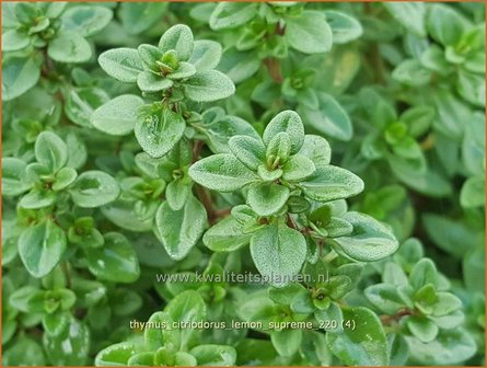 Thymus citriodorus &amp;#39;Lemon Supreme&amp;#39; | Citroentijm, Tijm | Zitronen-Thymian