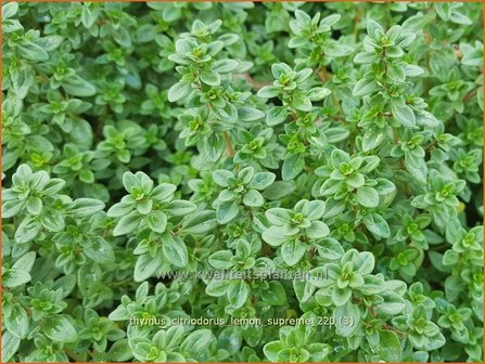 Thymus citriodorus &amp;#39;Lemon Supreme&amp;#39; | Citroentijm, Tijm | Zitronen-Thymian