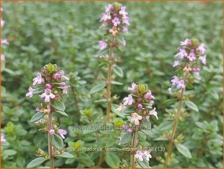 Thymus citriodorus &amp;#39;Lemon Supreme&amp;#39; | Citroentijm, Tijm | Zitronen-Thymian