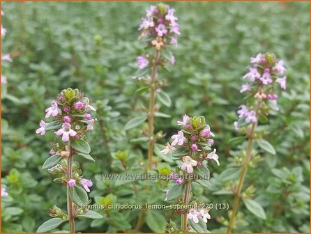 Thymus citriodorus &amp;#39;Lemon Supreme&amp;#39; | Citroentijm, Tijm | Zitronen-Thymian