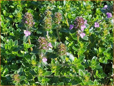 Thymus praecox &amp;#39;Hall&amp;#39;s Variety&amp;#39; | Kruiptijm, Tijm | Niedergestreckter Thymian