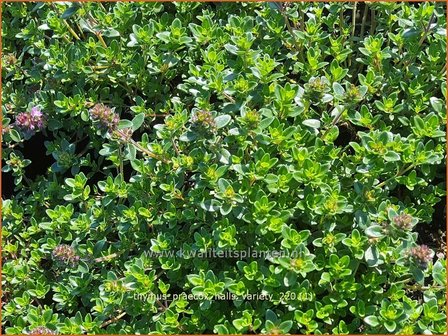 Thymus praecox &amp;#39;Hall&amp;#39;s Variety&amp;#39; | Kruiptijm, Tijm | Niedergestreckter Thymian