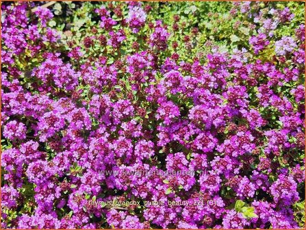 Thymus praecox &#039;Purple Beauty&#039; | Kruiptijm, Tijm | Niedergestreckter Thymian