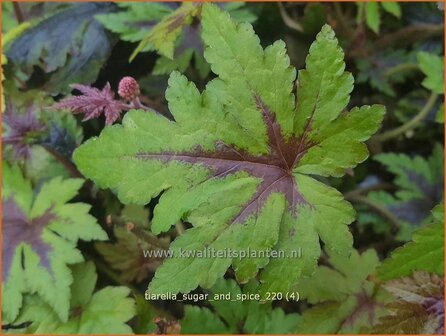 Tiarella &amp;#39;Sugar and Spice&amp;#39; | Schuimbloem, Perzische muts | Schaumbl&uuml;te