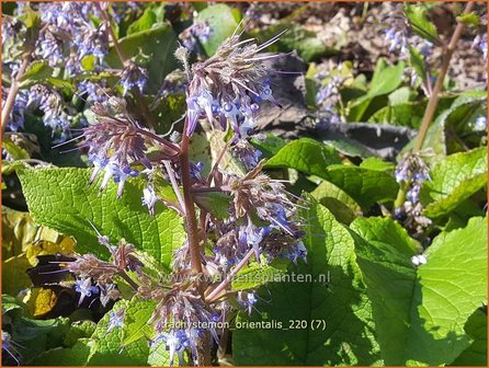 Trachystemon orientalis | Ori&euml;ntaals komkommerkruid | Rauling