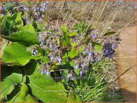 Trachystemon orientalis | Ori&euml;ntaals komkommerkruid | Rauling