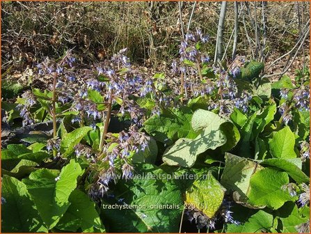 Trachystemon orientalis | Ori&euml;ntaals komkommerkruid | Rauling