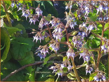 Trachystemon orientalis | Ori&euml;ntaals komkommerkruid | Rauling