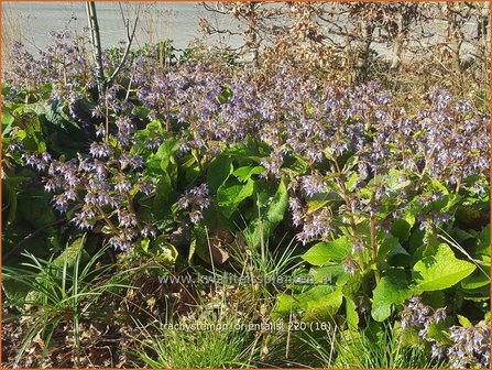 Trachystemon orientalis | Ori&euml;ntaals komkommerkruid | Rauling