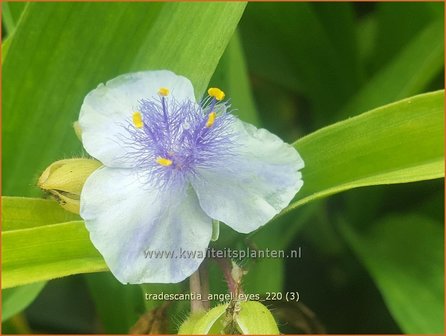 Tradescantia &amp;#39;Angel Eyes&amp;#39; | Eendagsbloem, Vaderplant, Matrozensla | Dreimasterblume