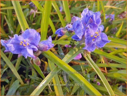 Tradescantia &amp;#39;Good Luck&amp;#39; | Eendagsbloem, Vaderplant, Matrozensla | Dreimasterblume