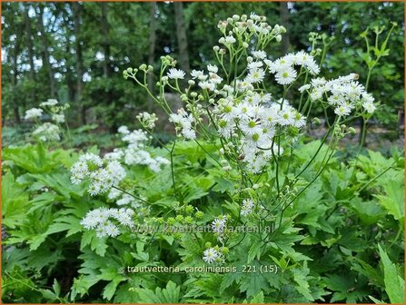 Trautvetteria caroliniensis | Waldraute