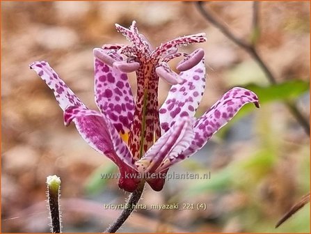 Tricyrtis hirta &#039;Miyazaki&#039; | Paddenlelie, Armeluisorchidee | Borstige Kr&ouml;tenlilie | Japanese Toad Lily