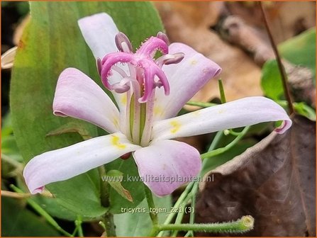 Tricyrtis &#039;Tojen&#039; | Paddenlelie, Armeluisorchidee | Kr&ouml;tenlilie