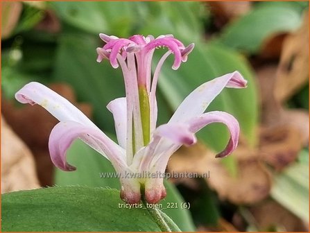 Tricyrtis &#039;Tojen&#039; | Paddenlelie, Armeluisorchidee | Kr&ouml;tenlilie