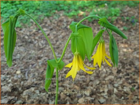 Uvularia grandiflora | Huigkruid, Treurklokje, Feestklokje | Hänge-Goldglocke