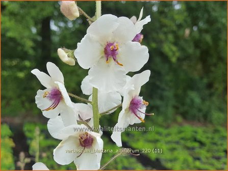 Verbascum blattaria &#39;Albiflorum&#39; | Mottenkruid, Toorts | Mottenkönigskerze