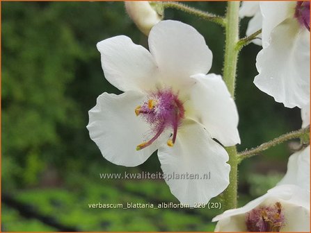 Verbascum blattaria &#39;Albiflorum&#39; | Mottenkruid, Toorts | Mottenkönigskerze