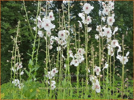 Verbascum blattaria &#39;Albiflorum&#39; | Mottenkruid, Toorts | Mottenkönigskerze