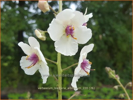 Verbascum blattaria &#39;Albiflorum&#39; | Mottenkruid, Toorts | Mottenkönigskerze
